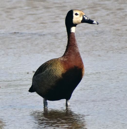 Pato irerê olhando pra direita.