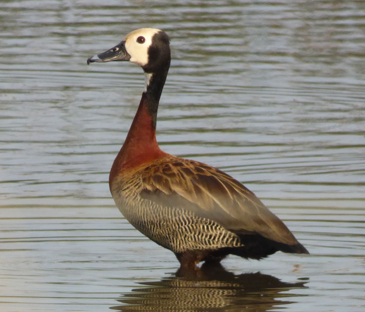 Pato irerê olhando pra esquerda.